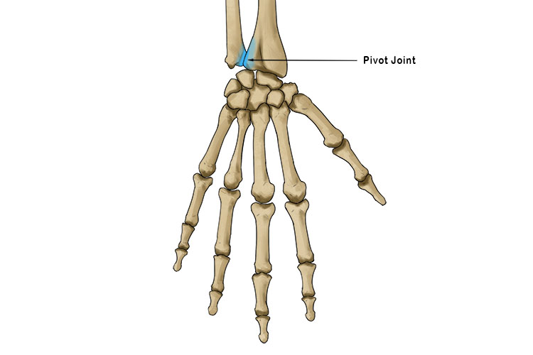 The pivot joint can also be found in the wrist area, again between the ulna and radius